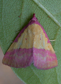 Pink-bordered Yellow Pink-bordered Yellow